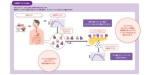 マンジャロ glp 1 2型糖尿病の新薬「マンジャロ（GIP/GLP-1受容体作動薬）」について解説