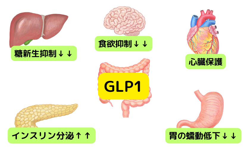 大阪市平野区のGLP-1糖尿病外来｜マンジャロ・リベルサス処方｜やまおか内科