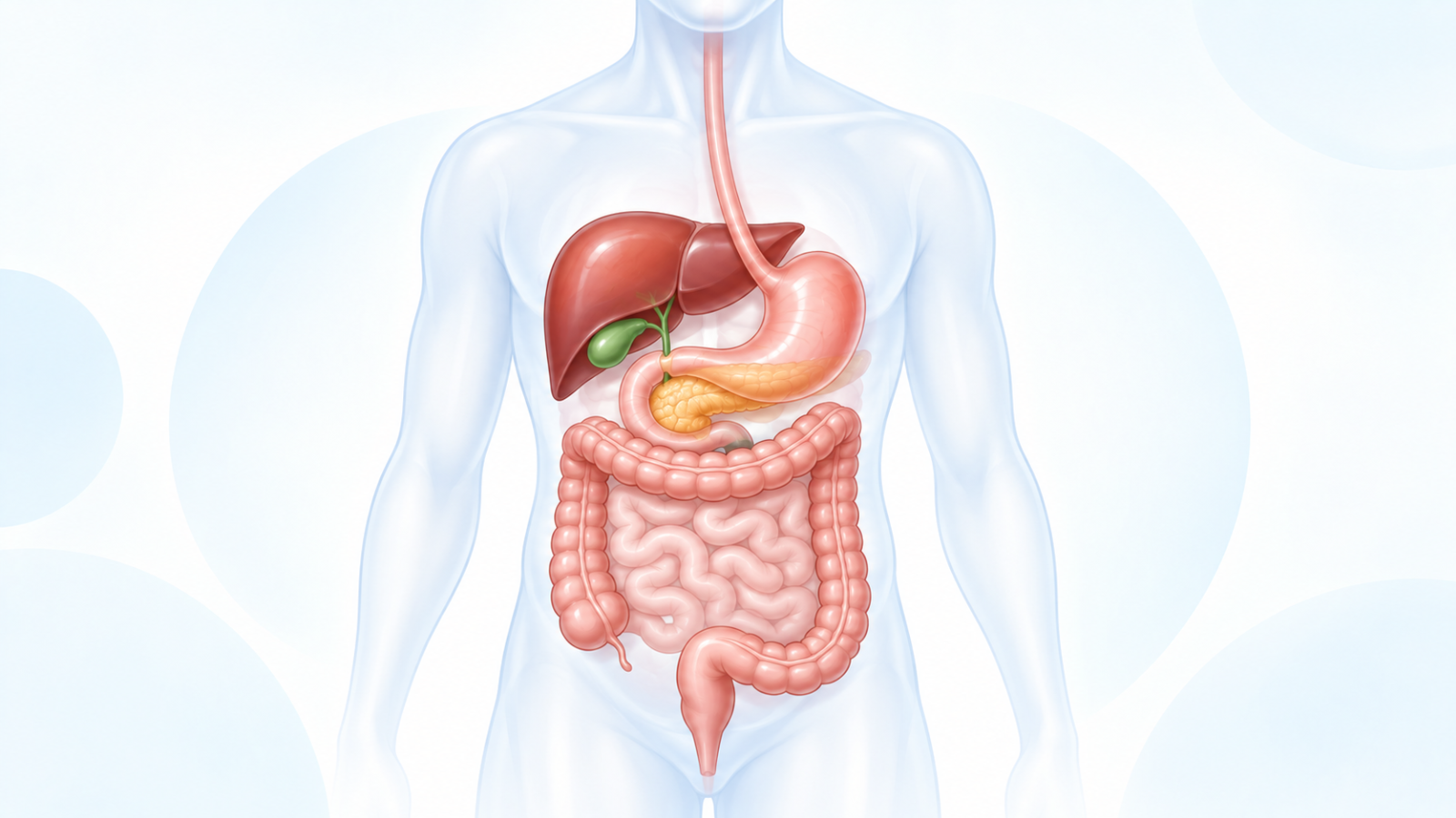 消化器内科で診療する食道・胃・大腸・肝臓・胆のう・膵臓の位置を示す図