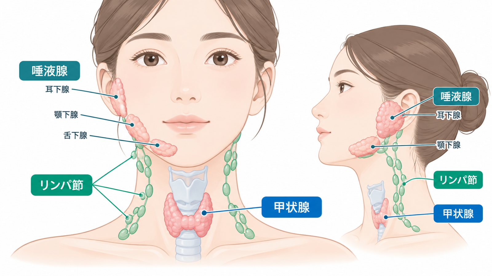 首のしこりの原因となる頸部リンパ節・甲状腺・唾液腺の位置を示した医学イラスト。